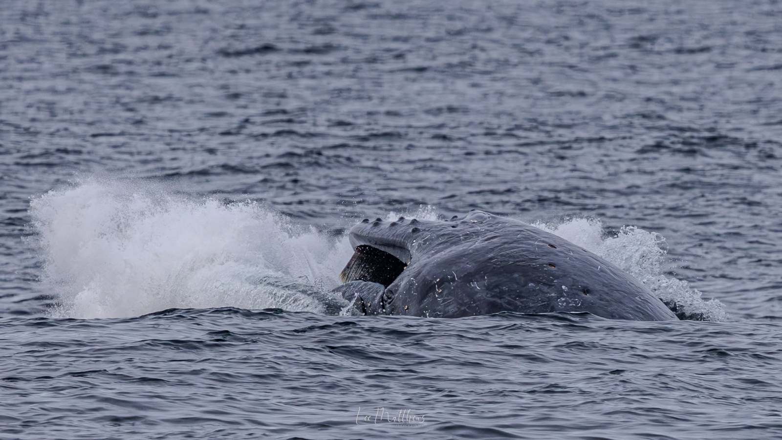 A whale surfacing in choppy ocean water, creating splashes.