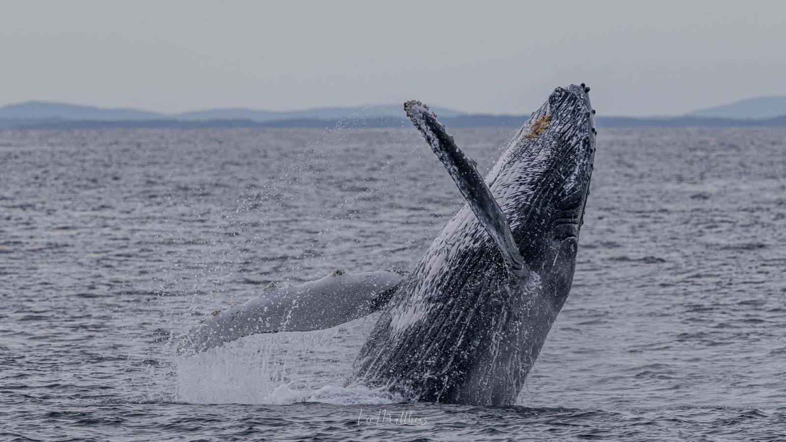Humpback whale breaching out of the ocean water.