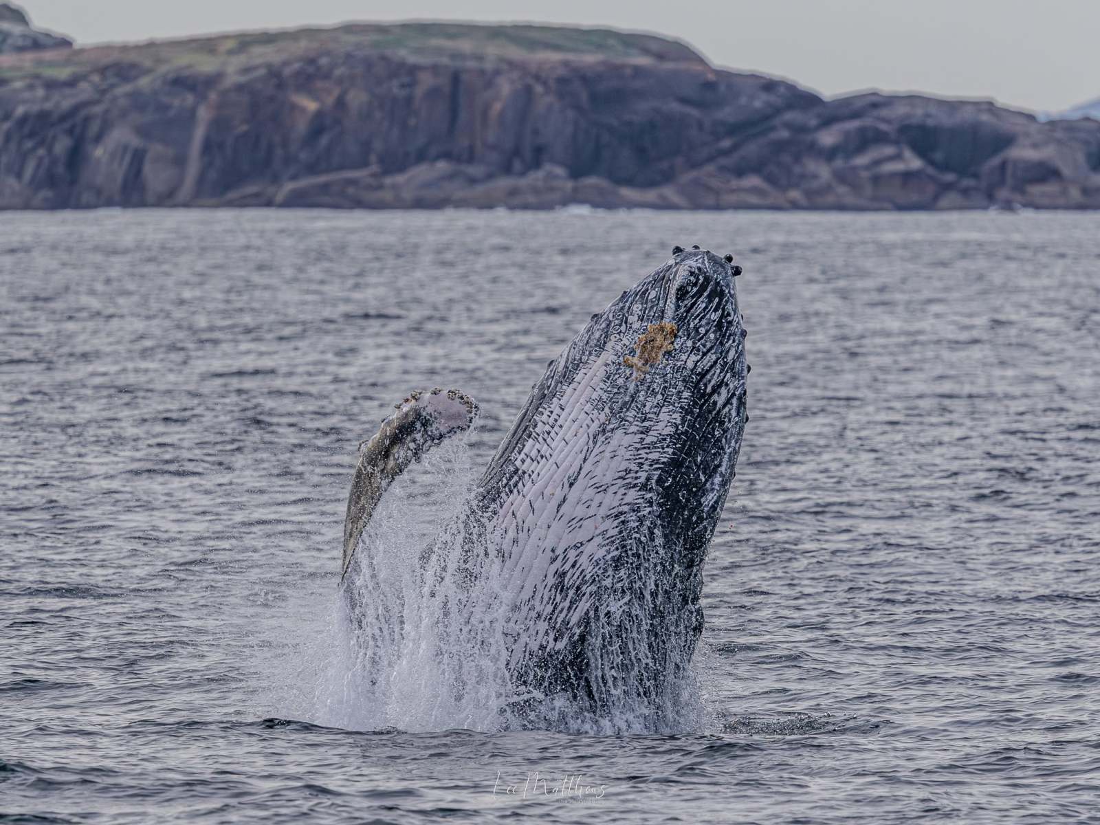 Humpback whale breaching the ocean surface with rocky cliffs in the background.