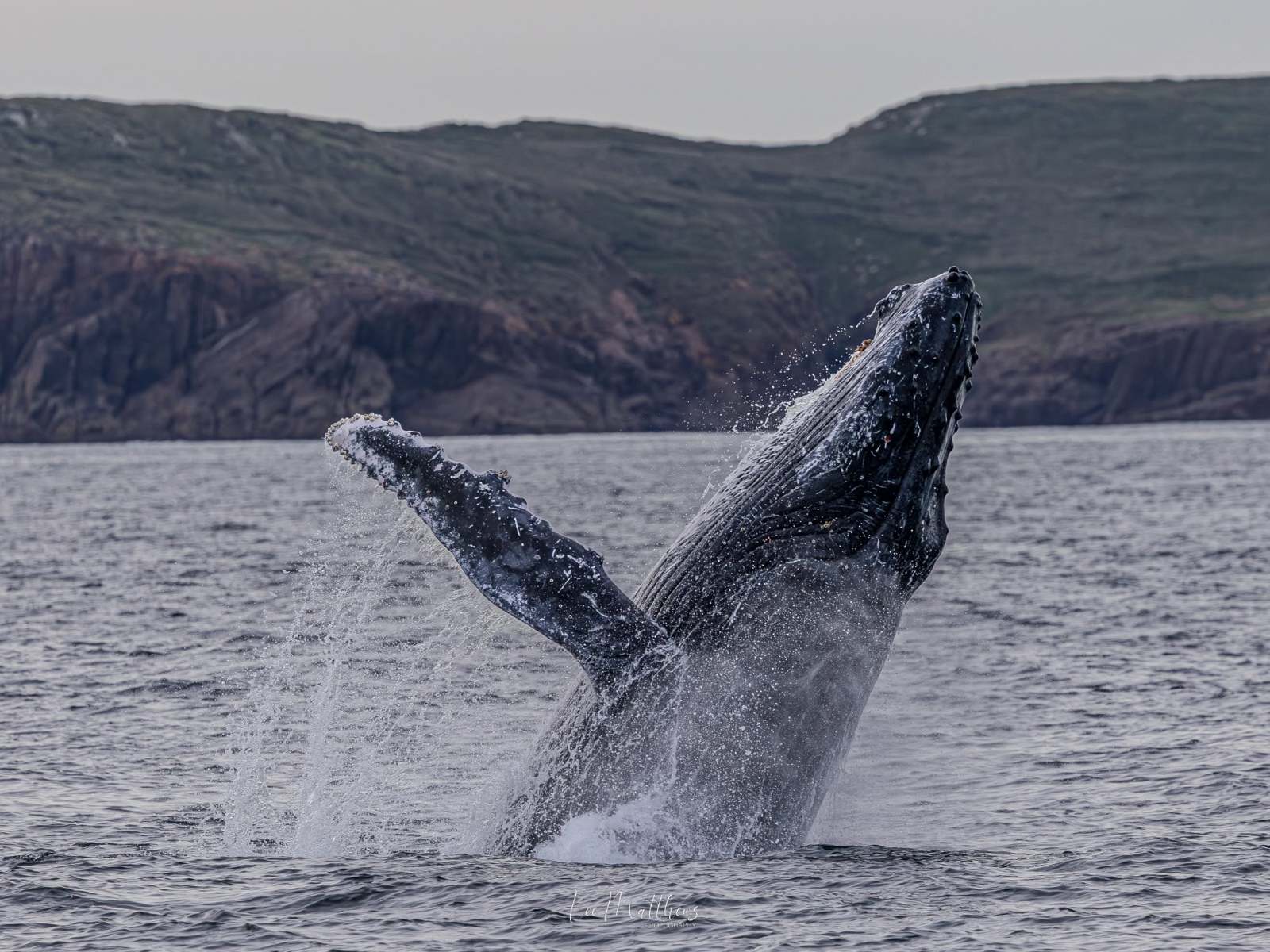 Whale breaching in ocean near rocky coastline.