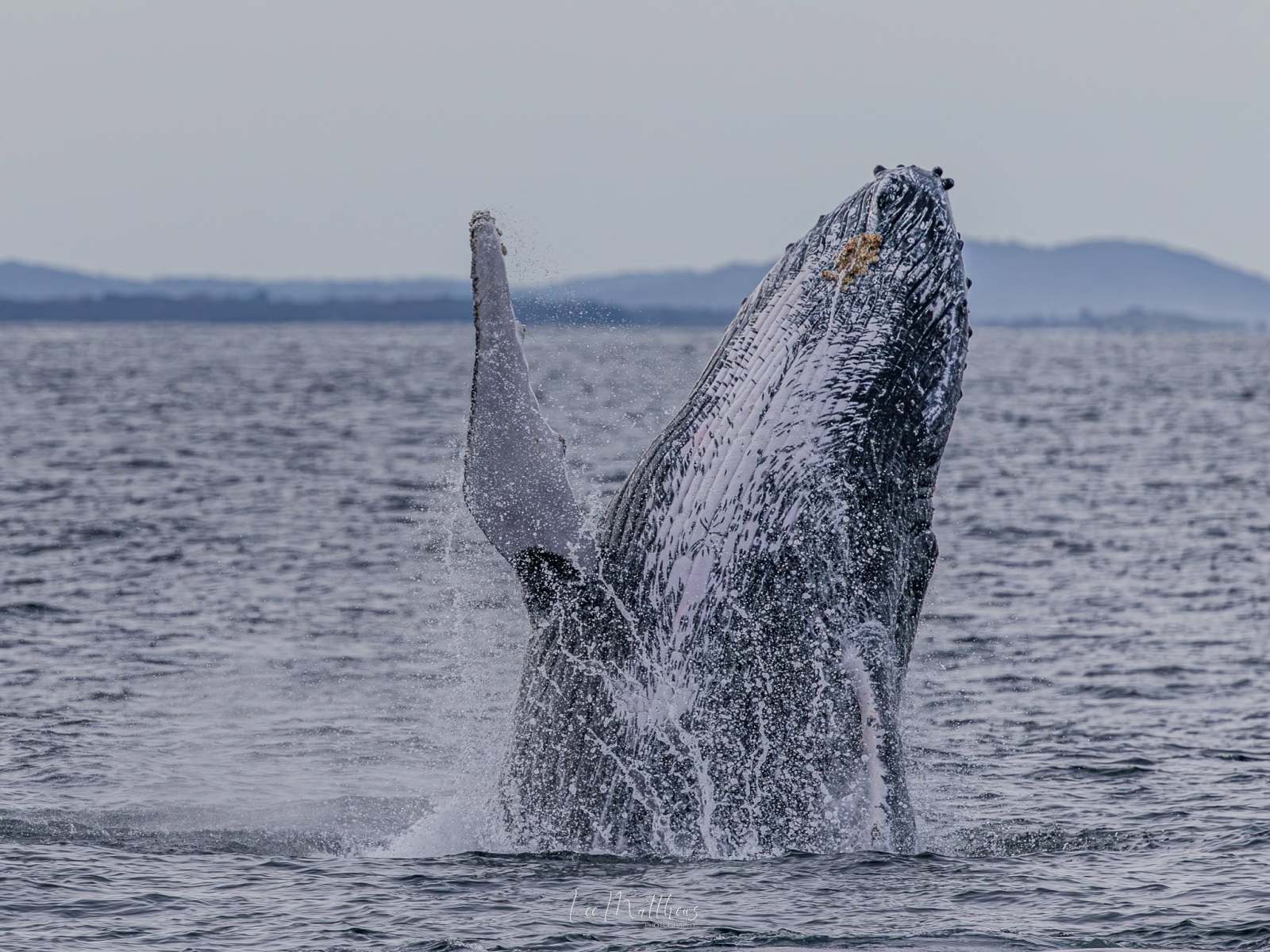 Humpback whale breaching surface of the ocean, distant land in background.