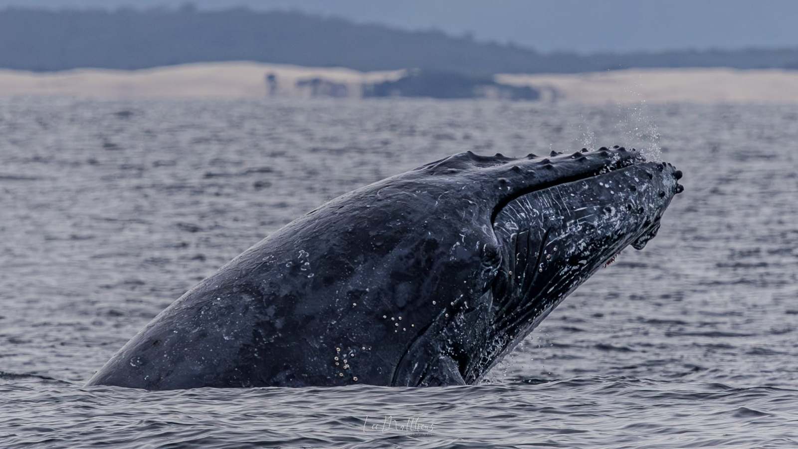 Humpback whale breaching with its head above water in the sea.