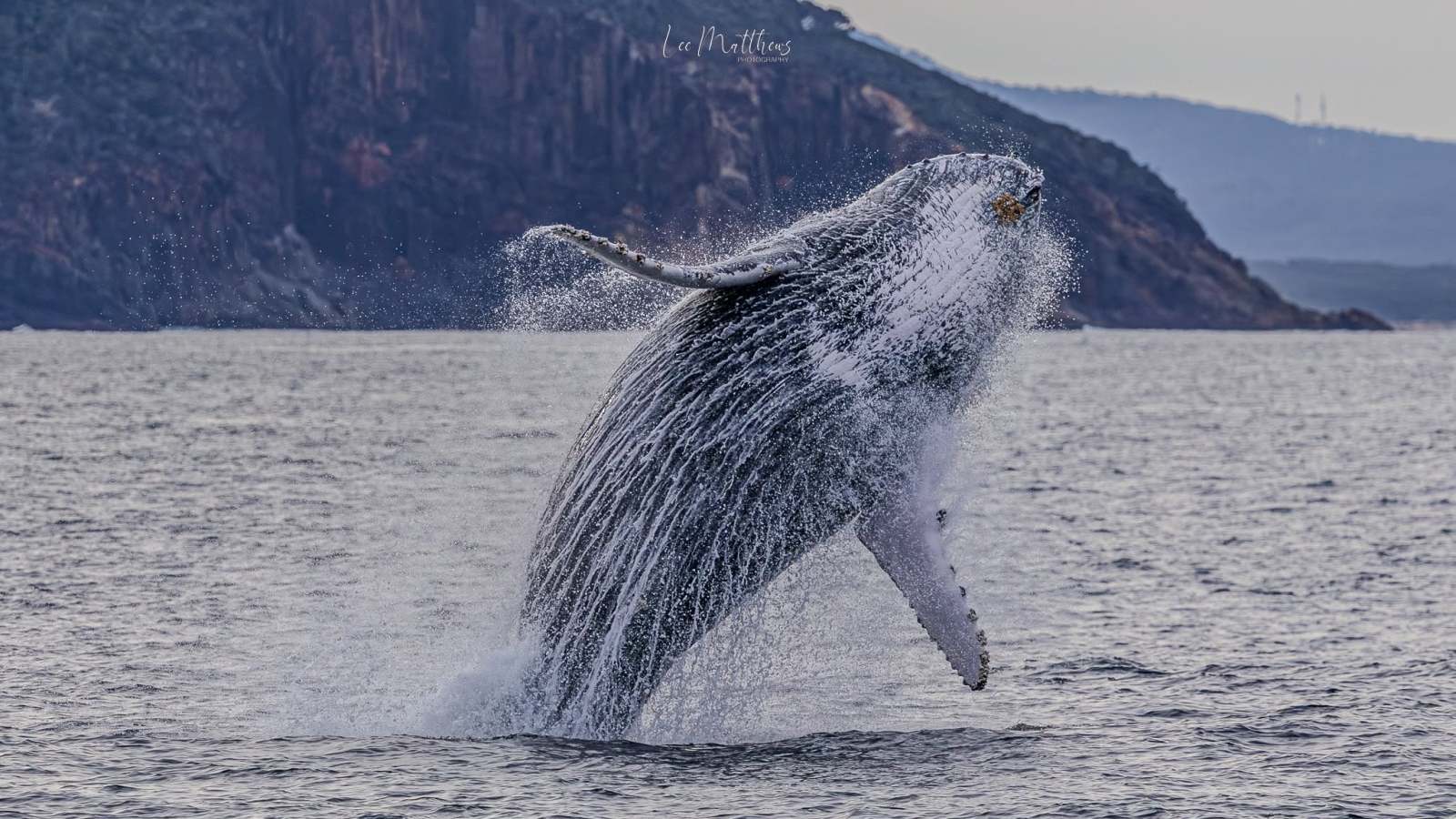 Whale breaching near rocky coastline against cloudy sky.