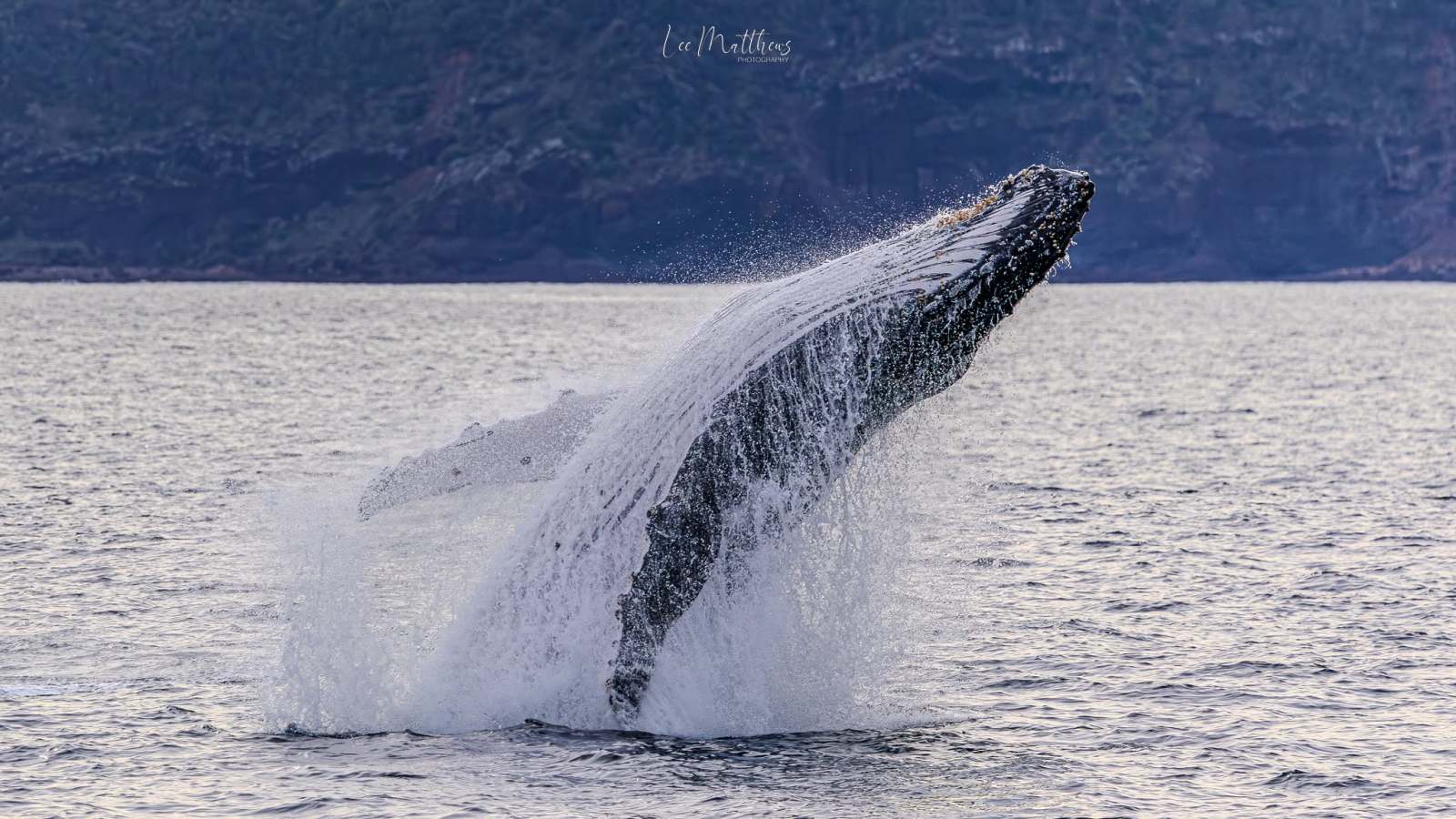 Humpback whale breaching near rocky shore