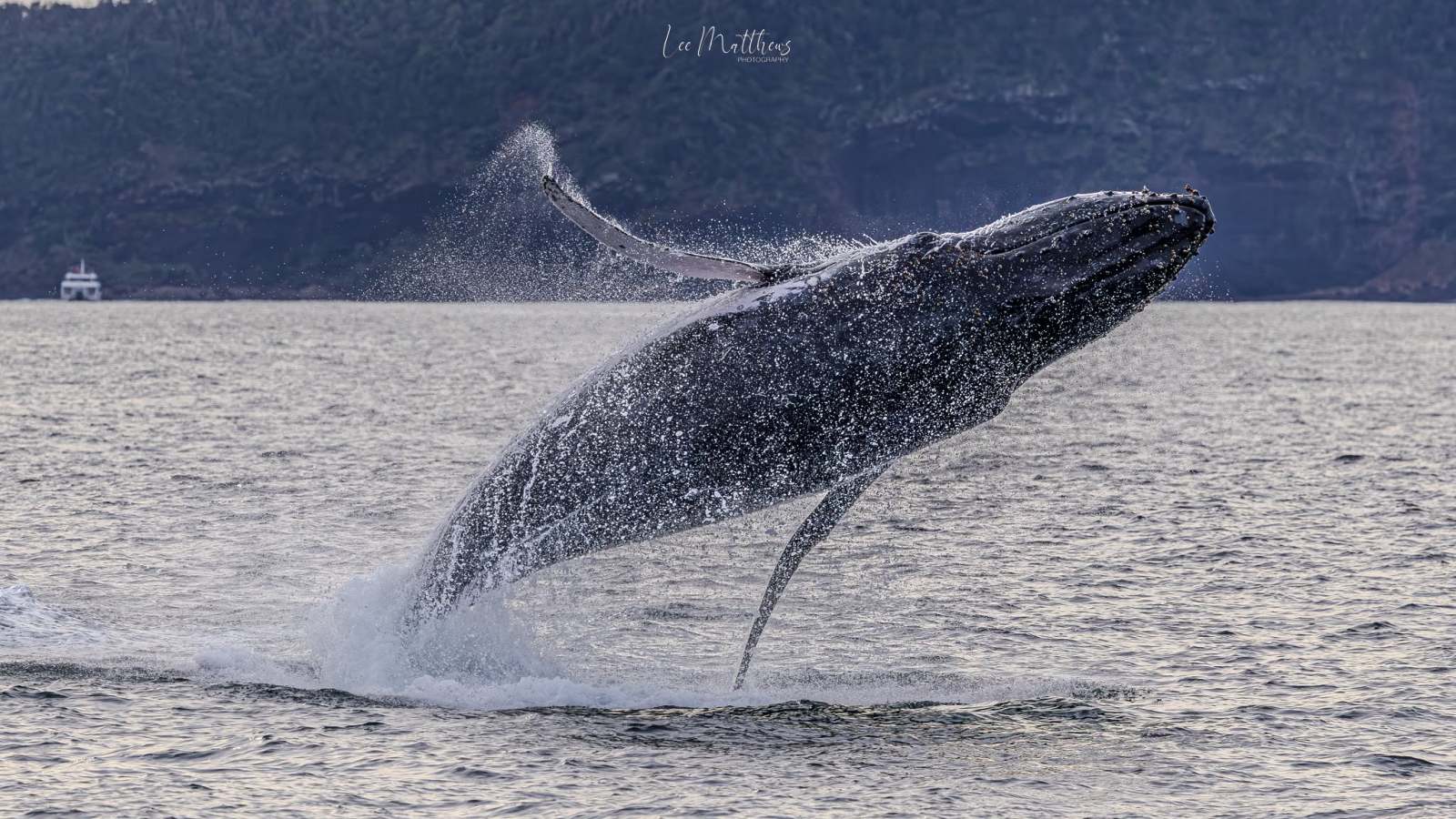 Whale breaching water with splashes, mountainous background.