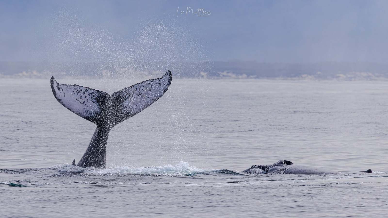Whale tail above water near another whale in ocean.