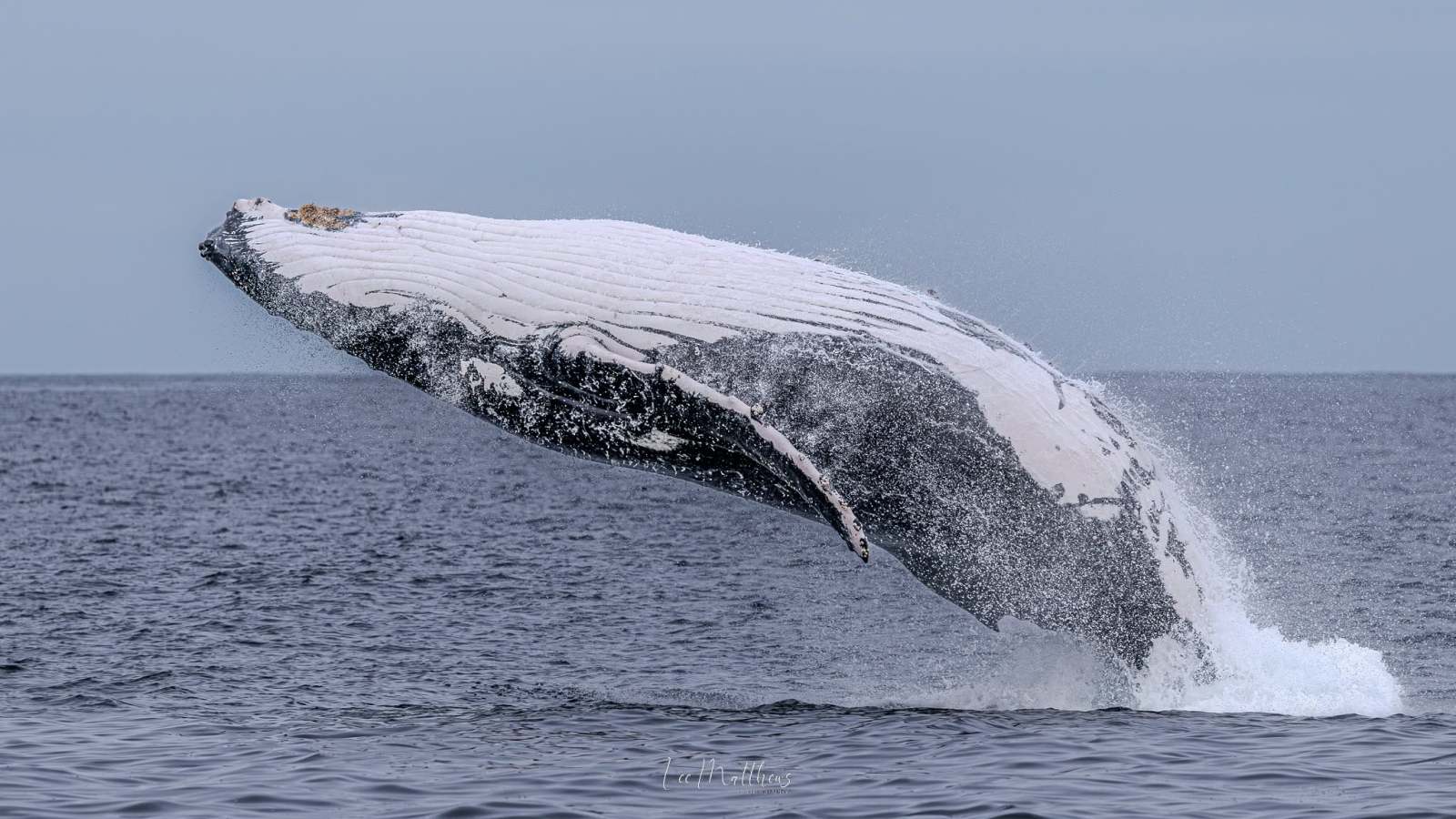 Humpback whale breaching out of the ocean against a cloudy sky.