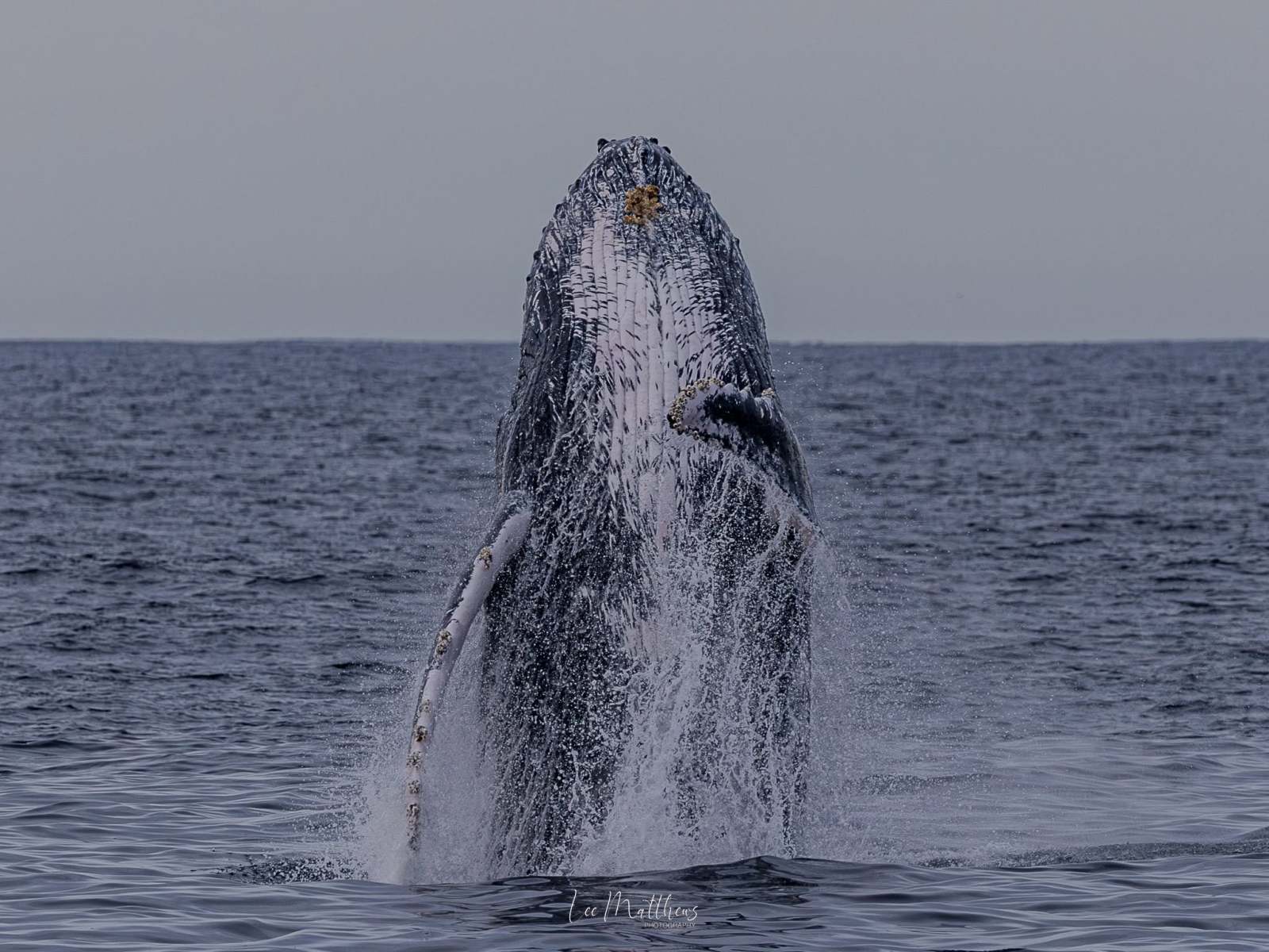 Humpback whale breaching vertically from the ocean surface.