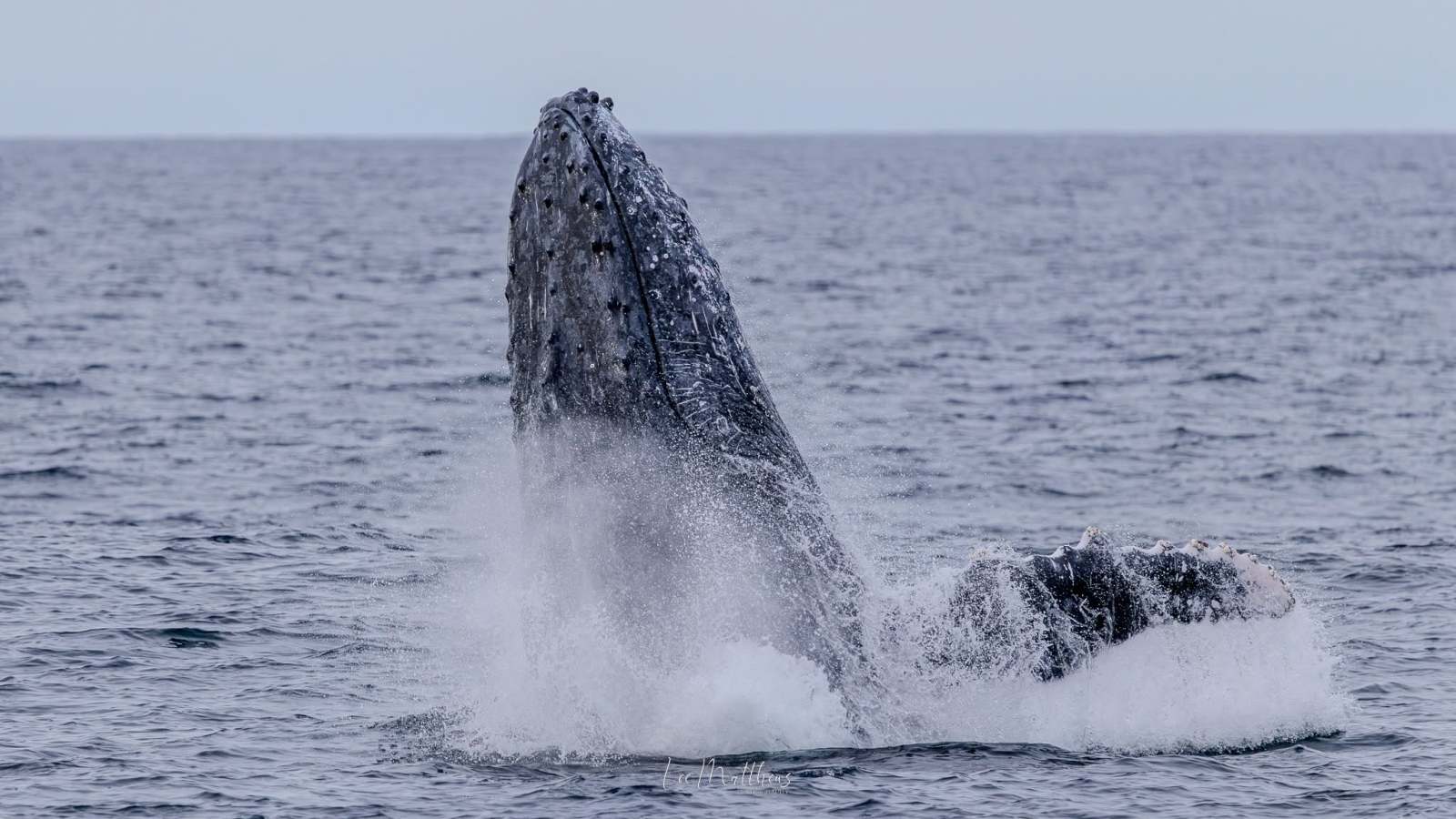 Humpback whale breaching the ocean surface with splash.