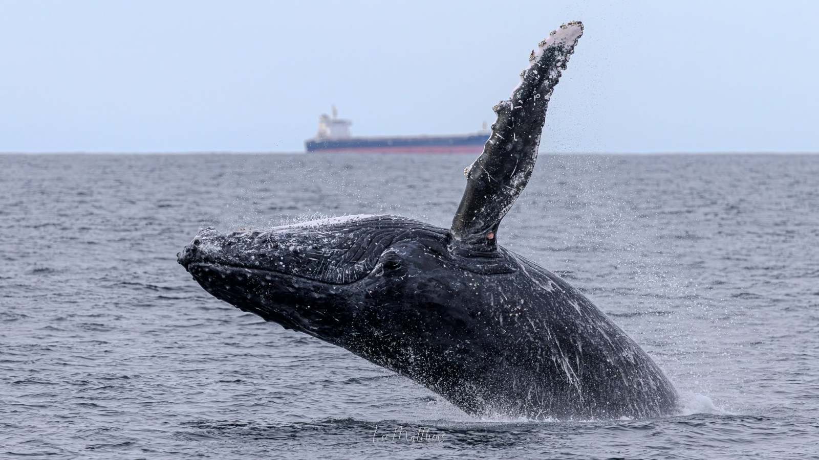 Humpback whale breaching with a ship in the background on the ocean.