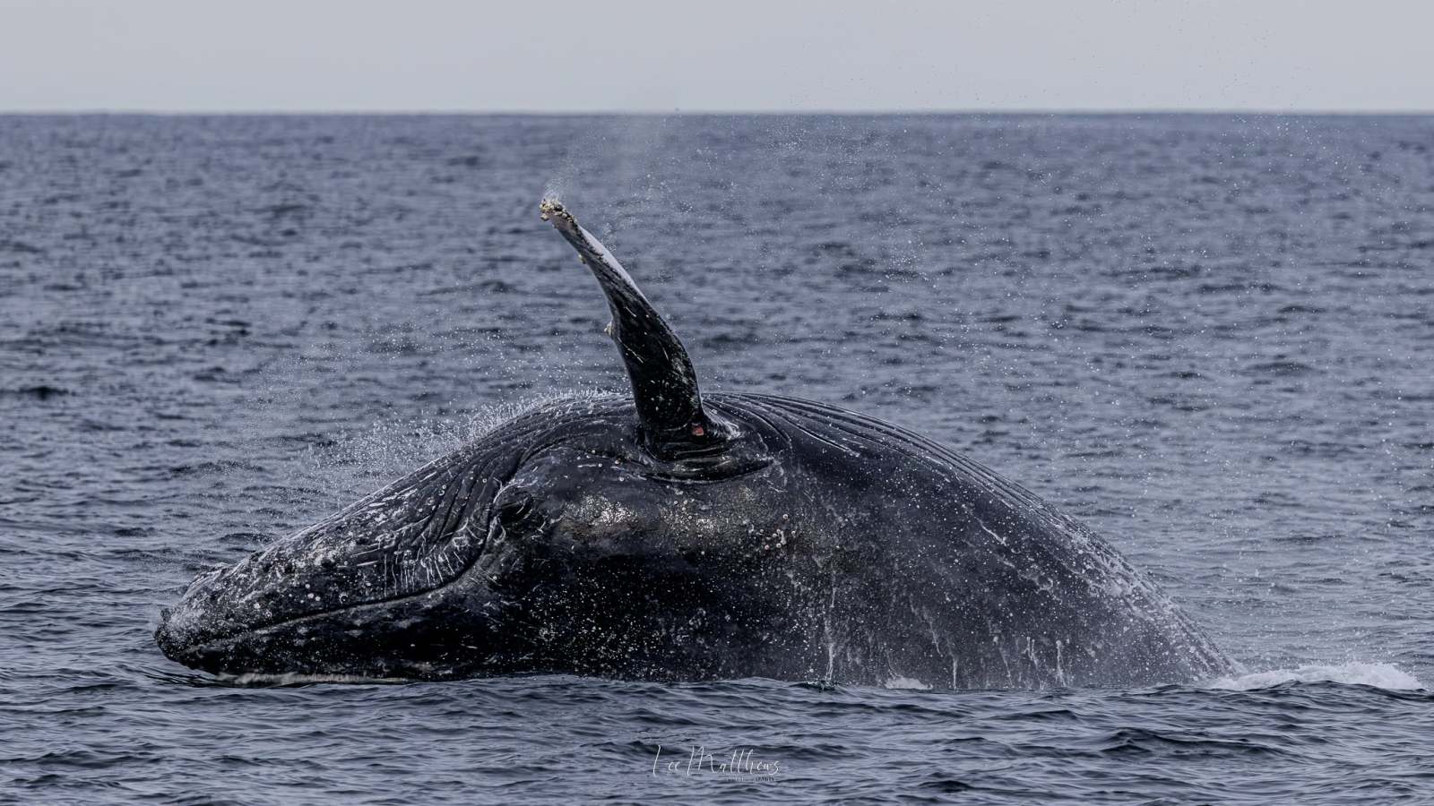 Whale surfacing with barnacles on fin in the ocean.