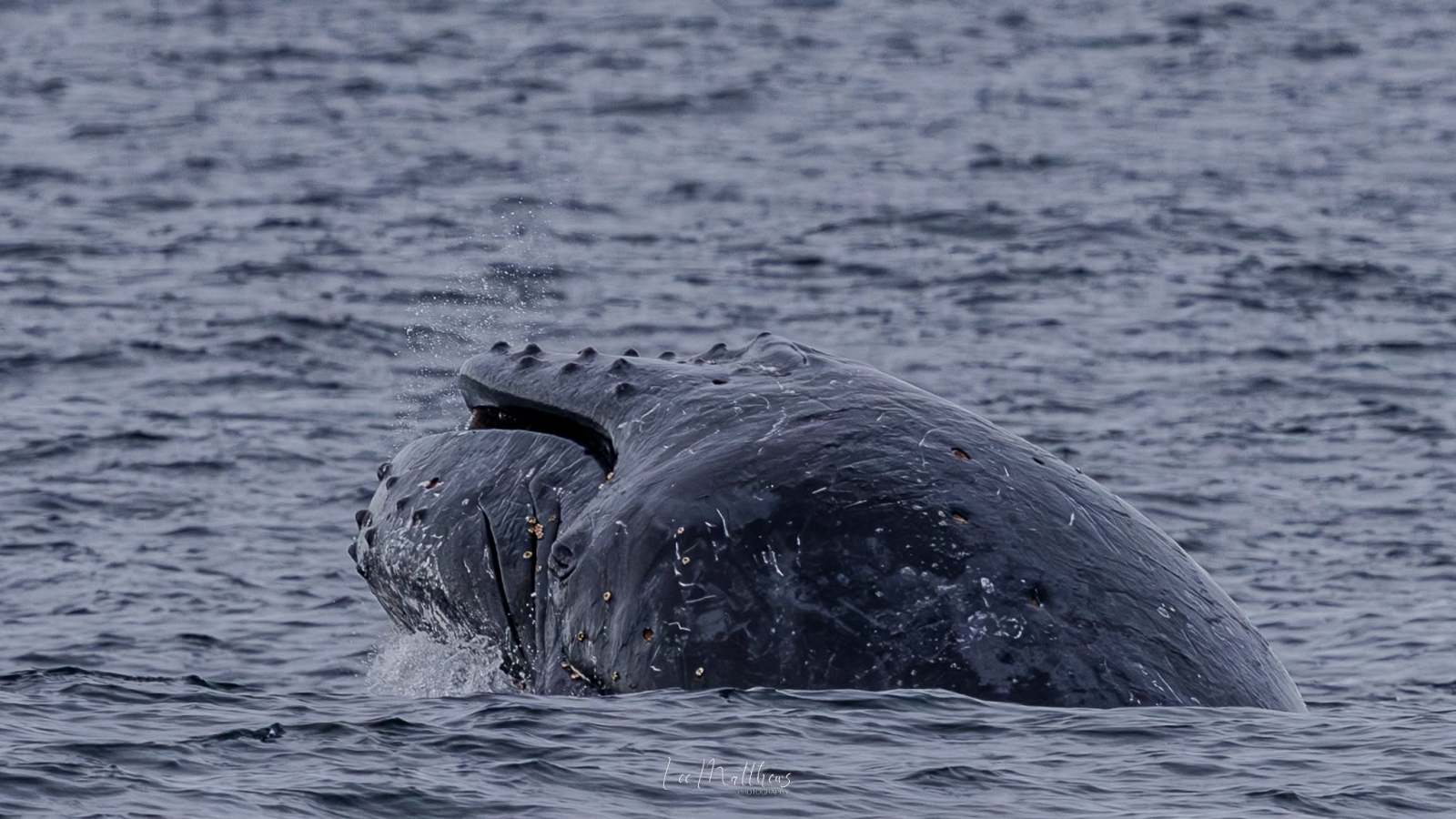 Humpback whale with barnacles breaching ocean surface.