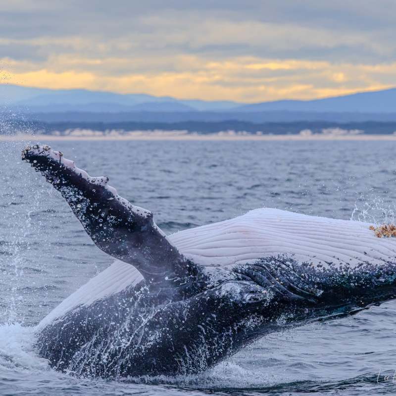 Humpback whale breaching water with coastline and mountains in background.