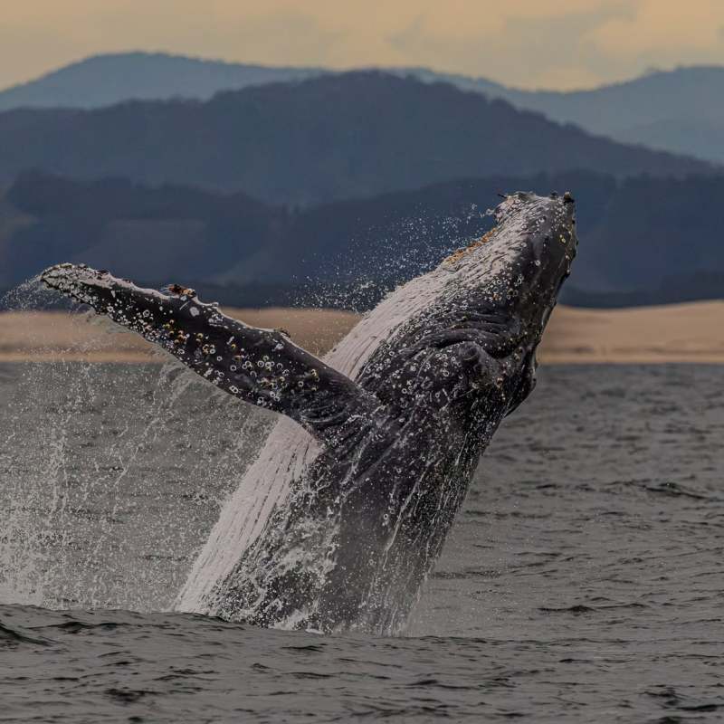 Whale breaching in ocean with mountains in background.