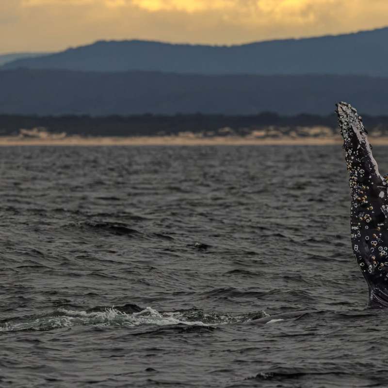 Whale fin visible above water, with mountains in the background at sunset.