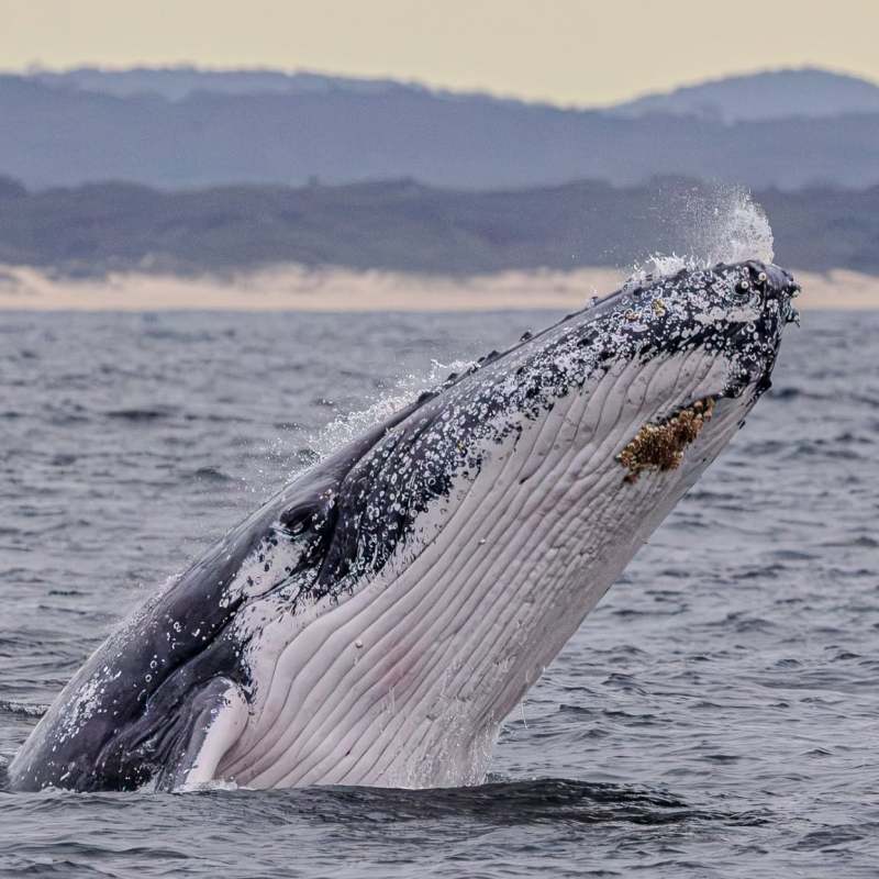 Whale breaching, emerging from ocean with distant shoreline and hills in background.