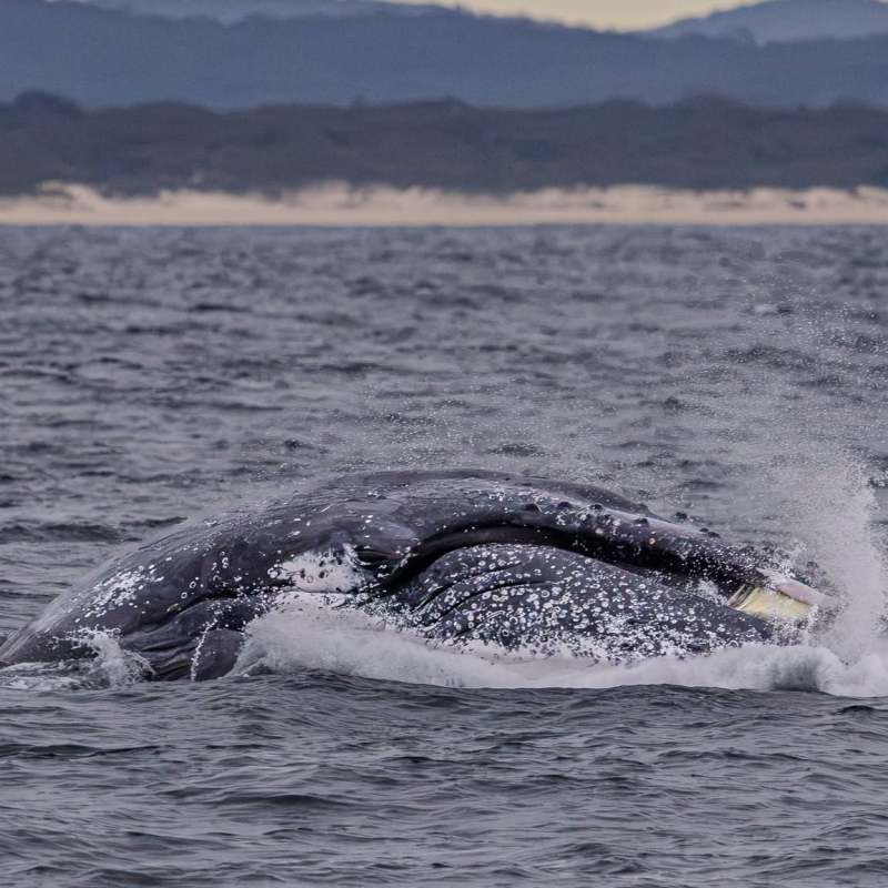 Whale breaching in the ocean with distant coastline.