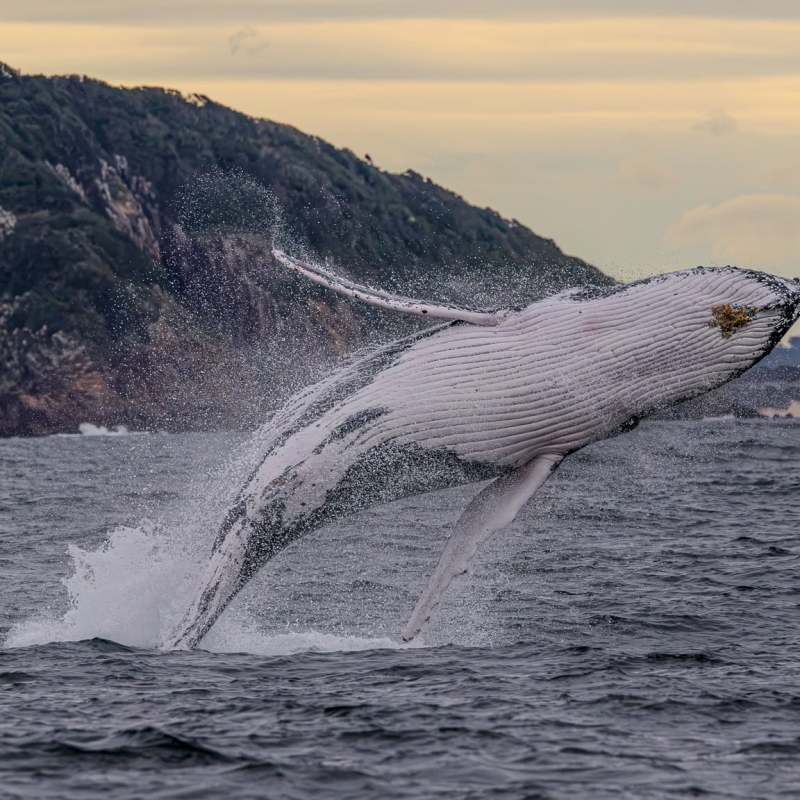 Humpback whale breaching near a coastal cliff at sunset.