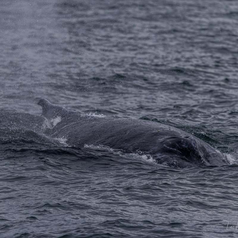 Gray whale surfacing in the ocean, partially visible above water.