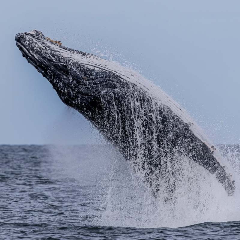 Whale breaching out of the water against a clear blue sky.