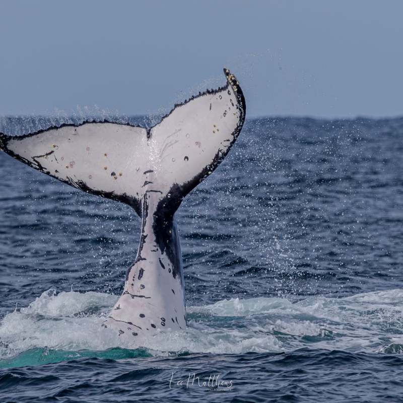 Whale tail emerging from ocean with a bird flying nearby.