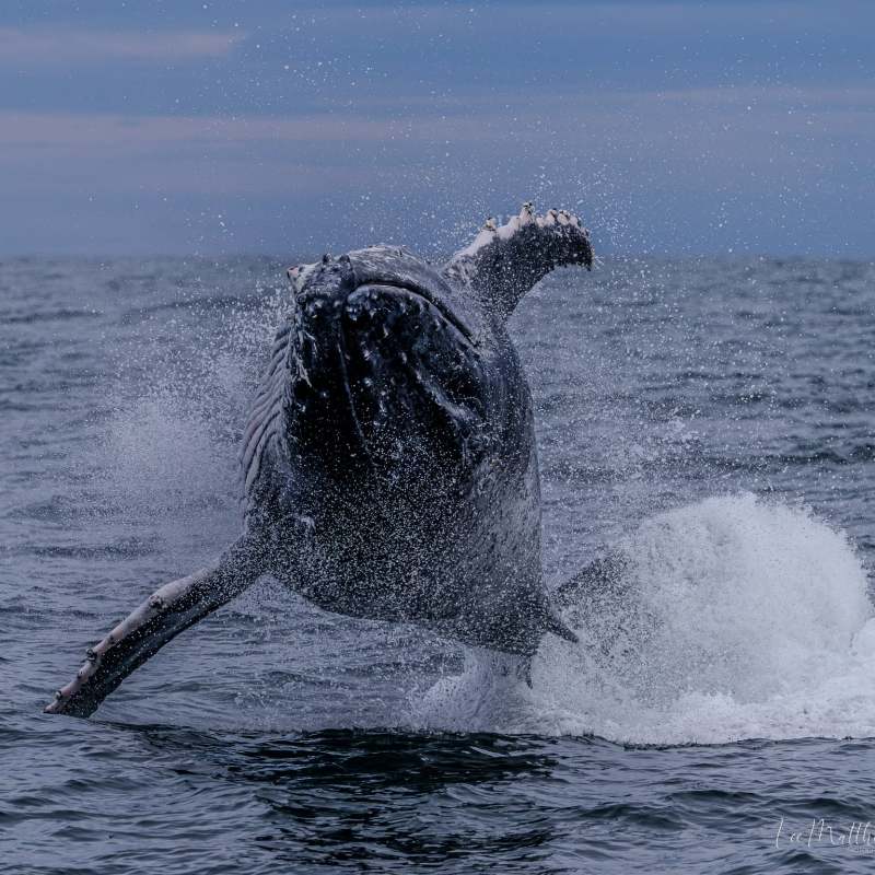 Whale Watching Moonshadow TQC Cruises Port Stephens Lee Matthews