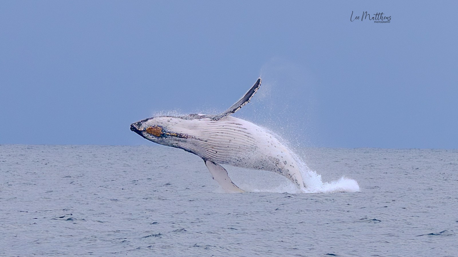 Whale Watching Moonshadow TQC Cruises Port Stephens Lee Matthews