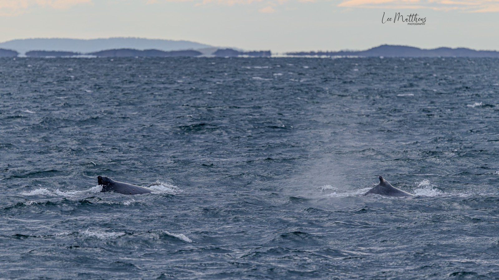 Two whales swimming in the ocean with distant islands in the background.