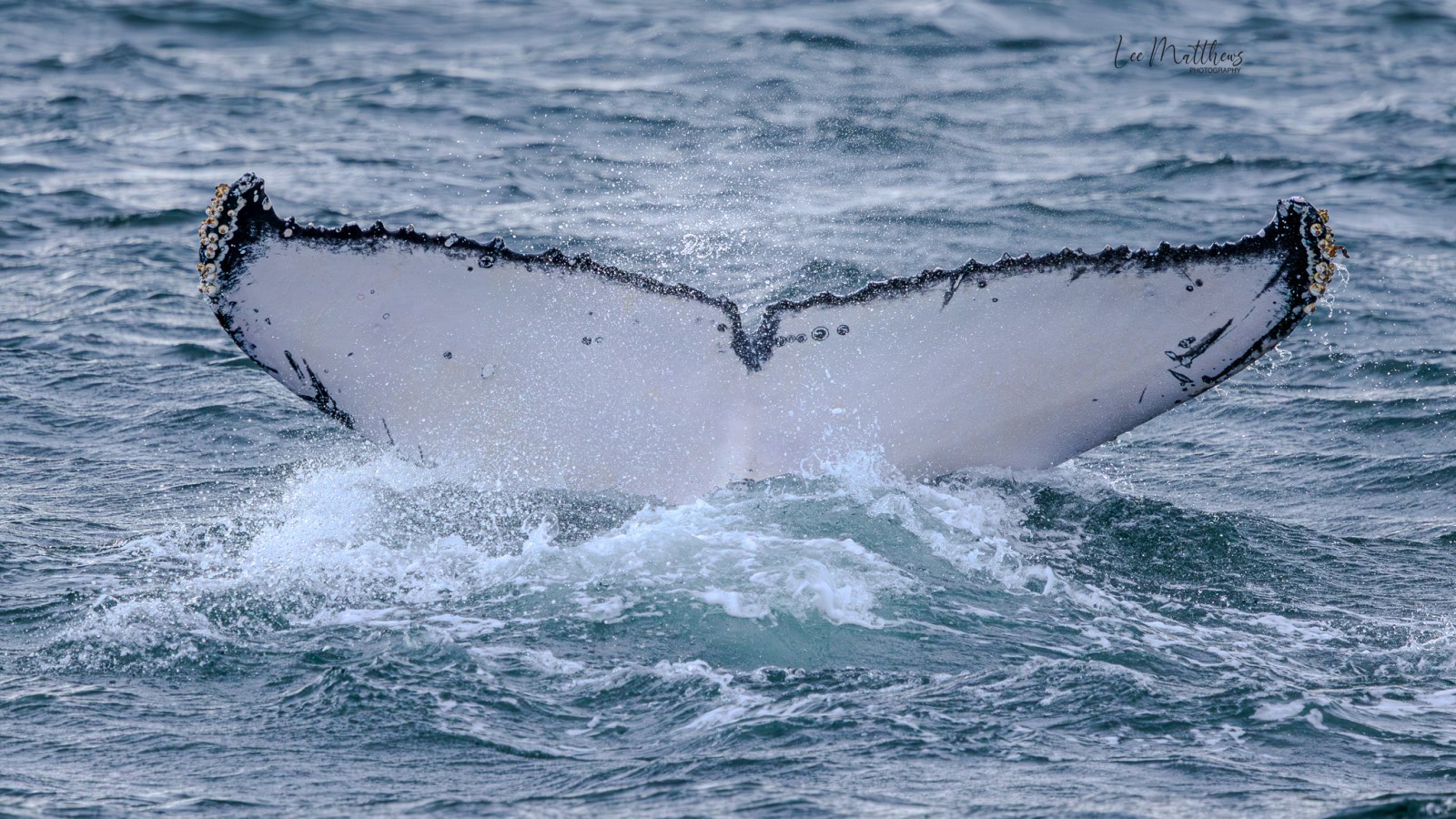 Humpback whale tail emerging from ocean water