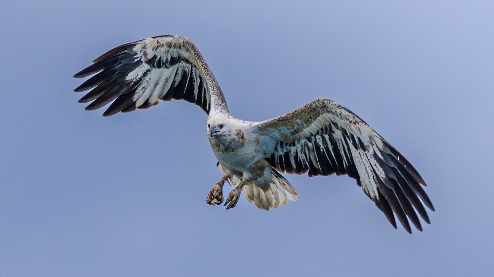 Large bird with dark wings spread wide, flying against a clear blue sky.