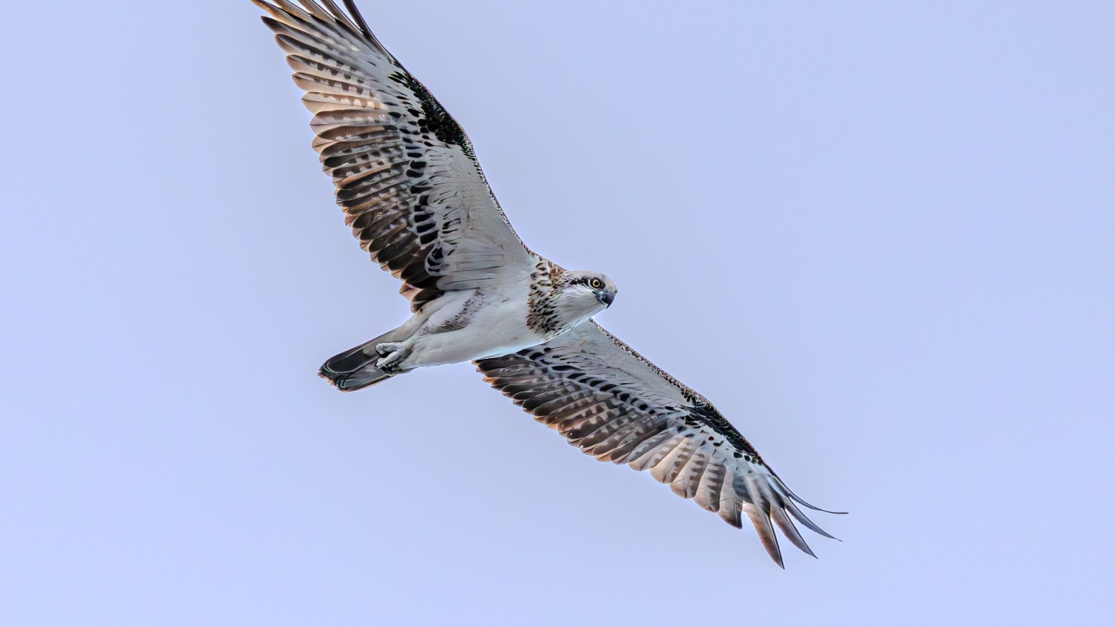 Osprey soaring in the sky with wings spread wide.