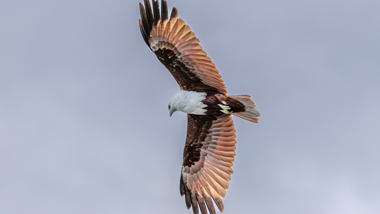 Bird of prey flying with outstretched wings against a cloudy sky.