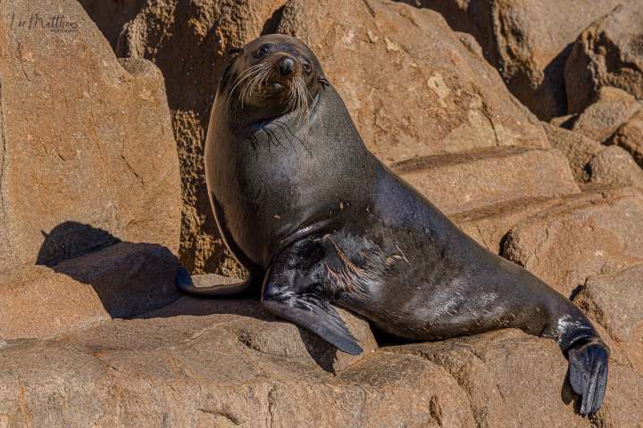 Seal resting on rocky shore with brown fur and flippers visible.