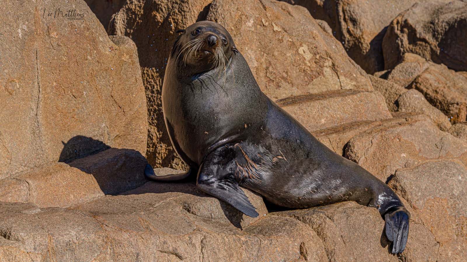Seal resting on rocky shore with brown fur and flippers visible.