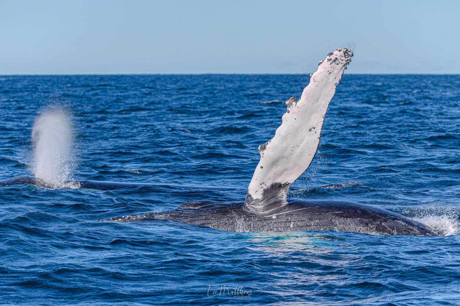 Whale with a fin raised above water in a blue ocean.