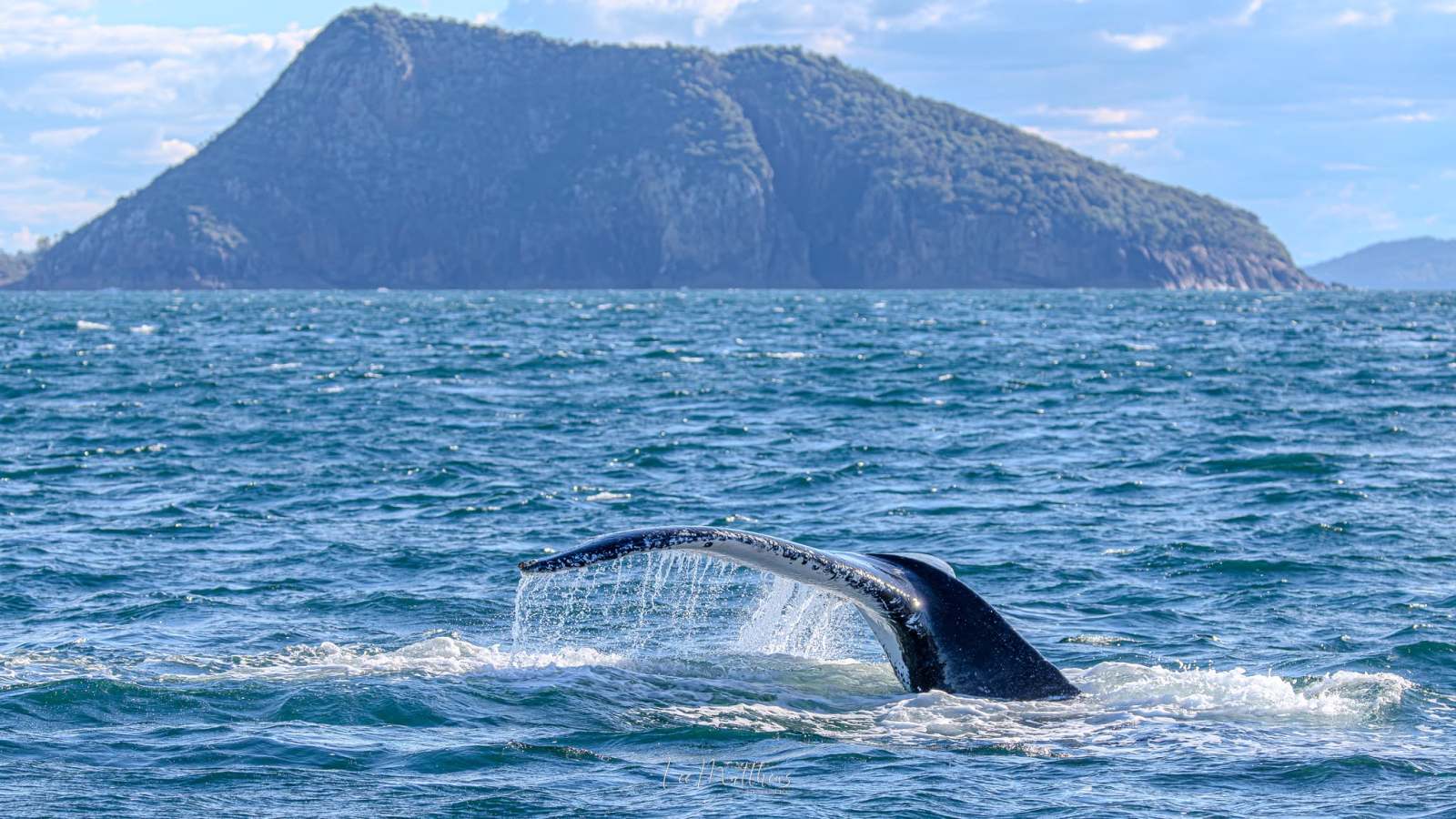 Whale tail above ocean water with a mountain in the background.