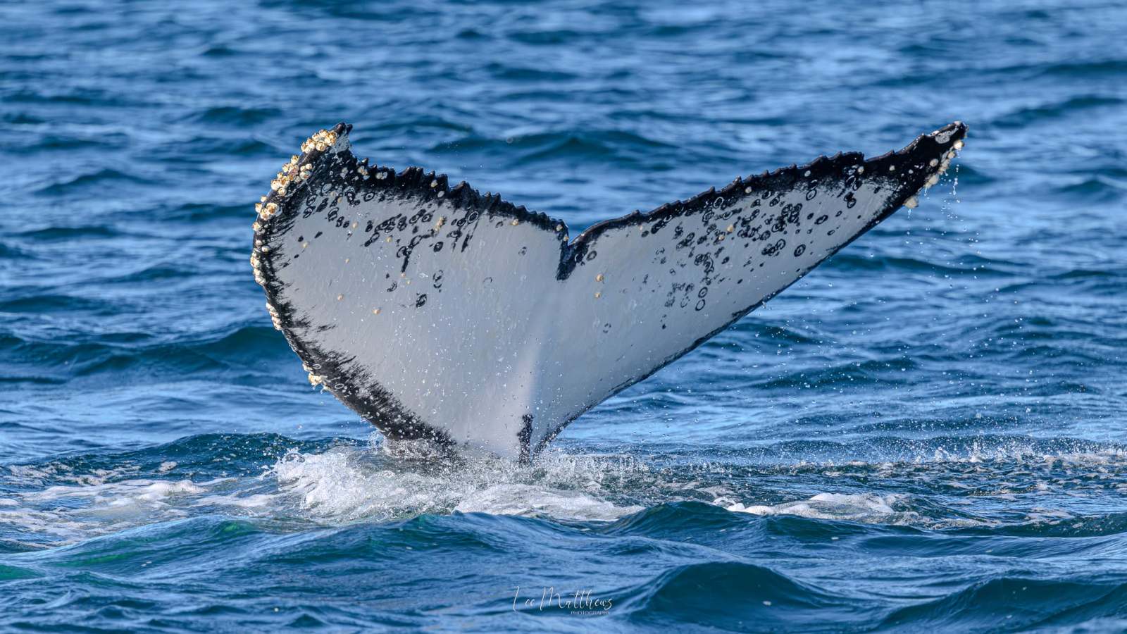 Whale tail fluke emerging from the ocean surface