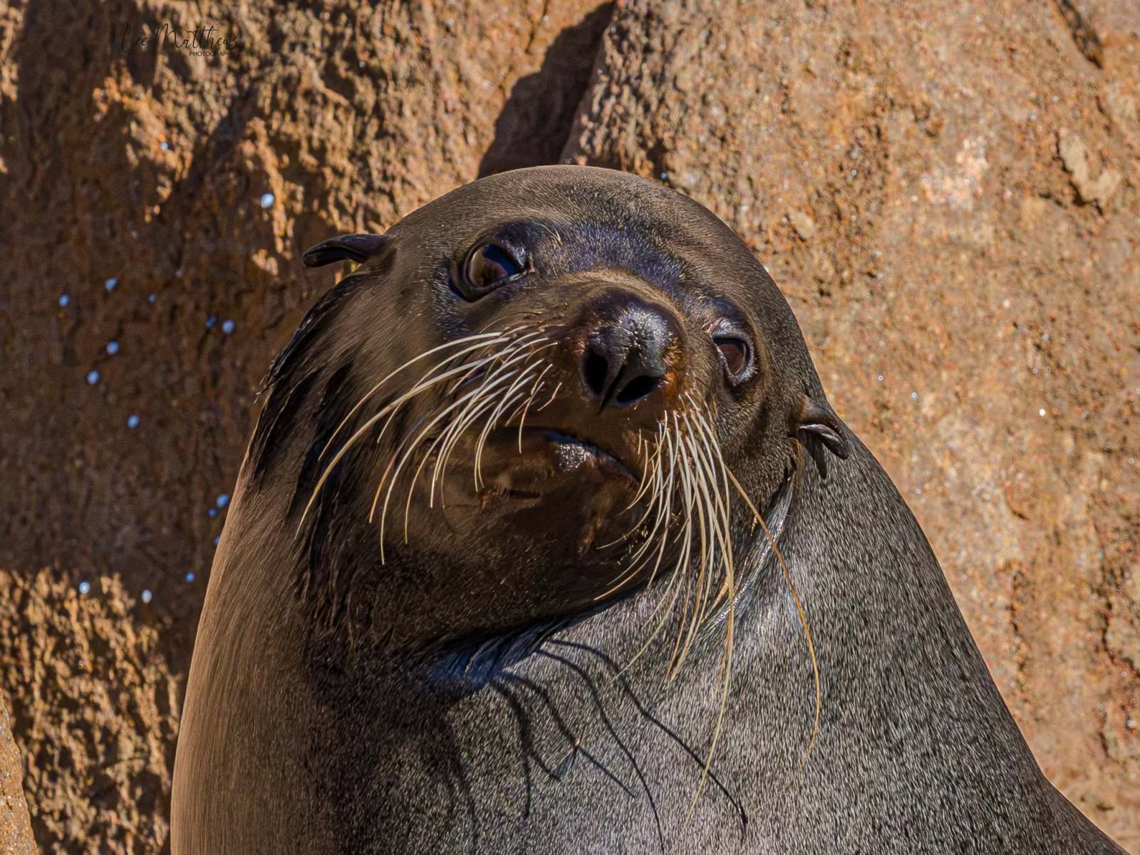 Seal with wet fur and whiskers looks towards camera against rocky background.