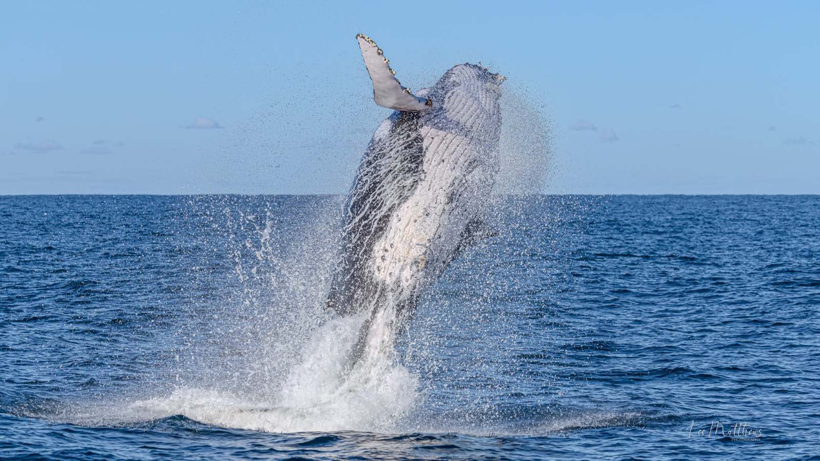 Whale Watching Moonshadow TQC Cruises Port Stephens Lee Matthews