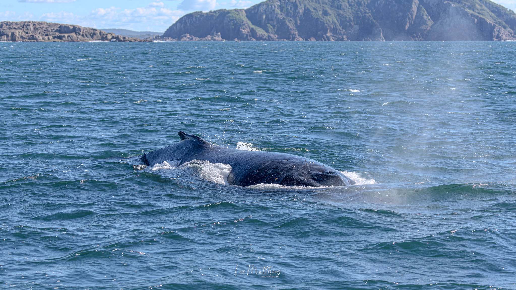 Whale Watching Moonshadow TQC Cruises Port Stephens Lee Matthews
