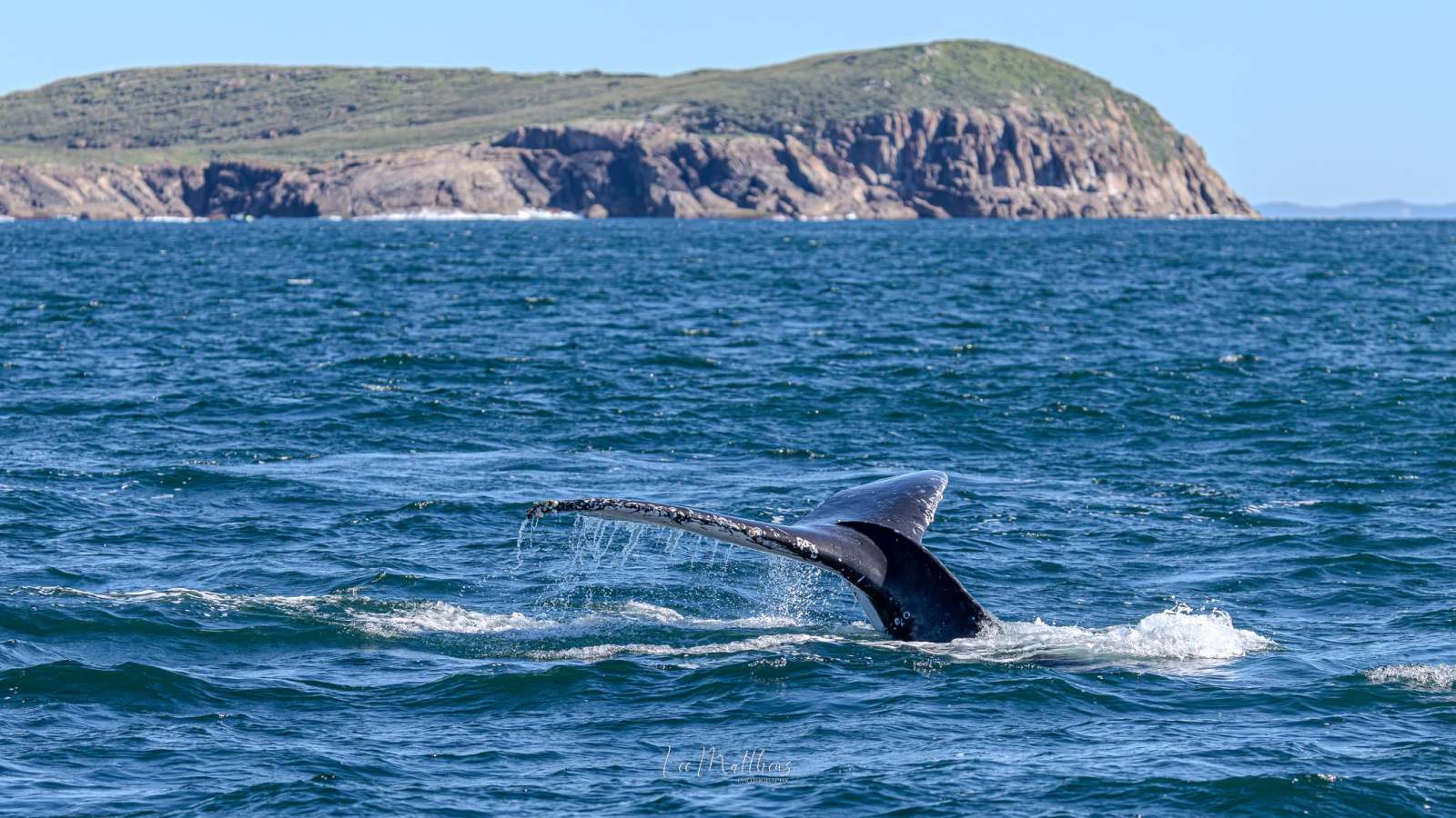 Whale tail above water near rocky island on a clear day.