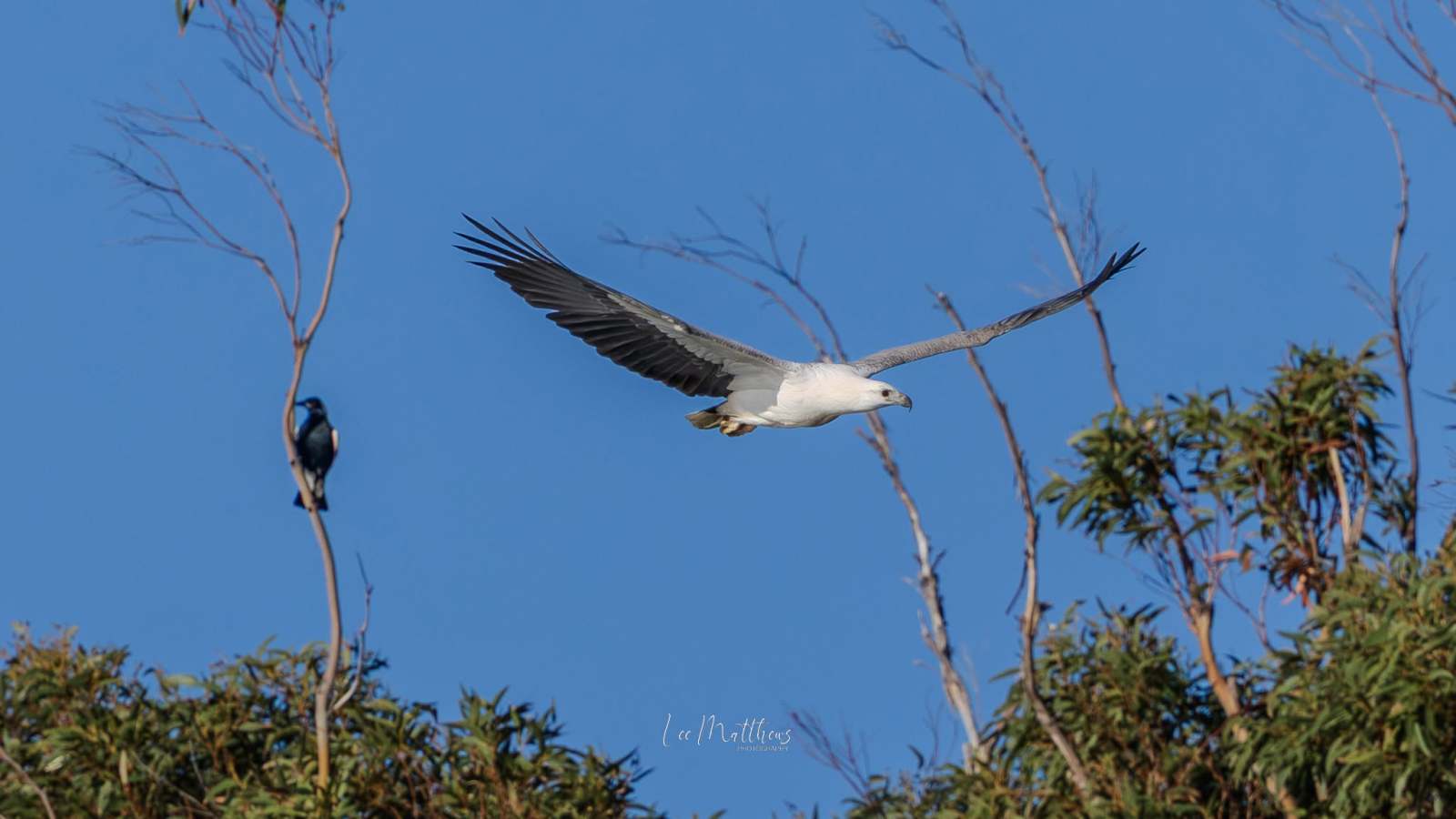 Eagle flying over trees with a small bird perched on a branch.