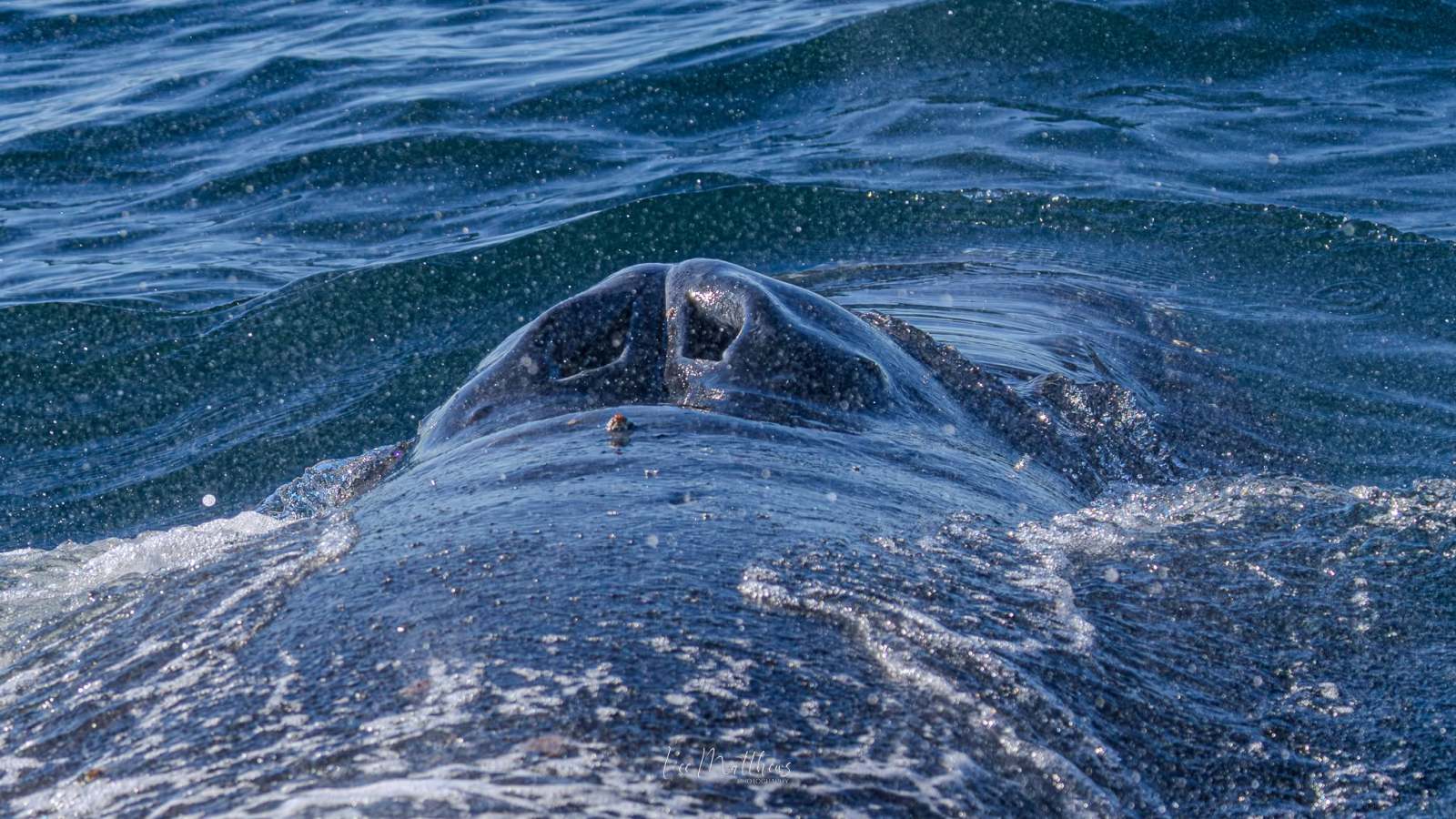 Close-up of a whale's head surfacing in the ocean.