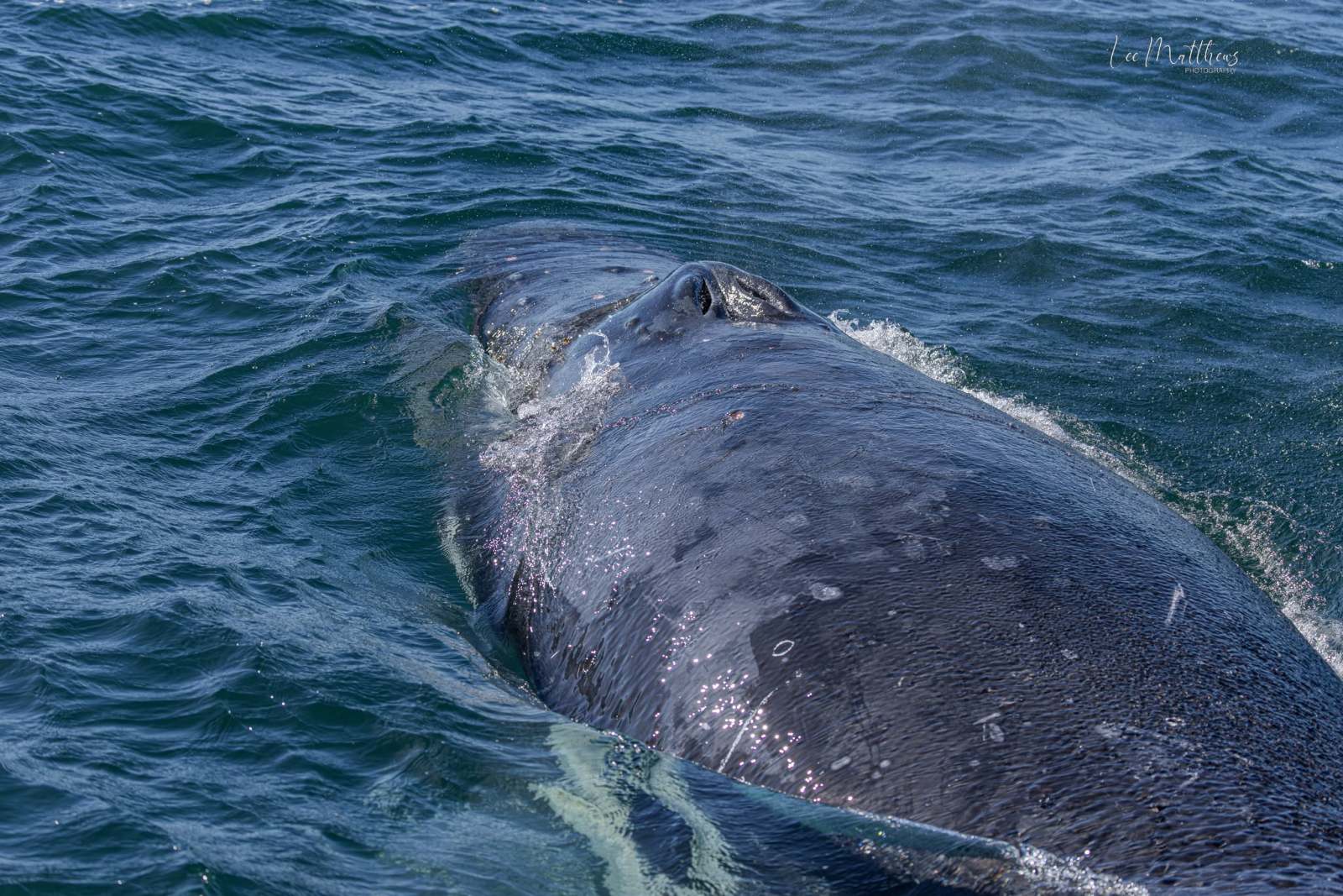 Close-up of a gray whale surfacing in the ocean.