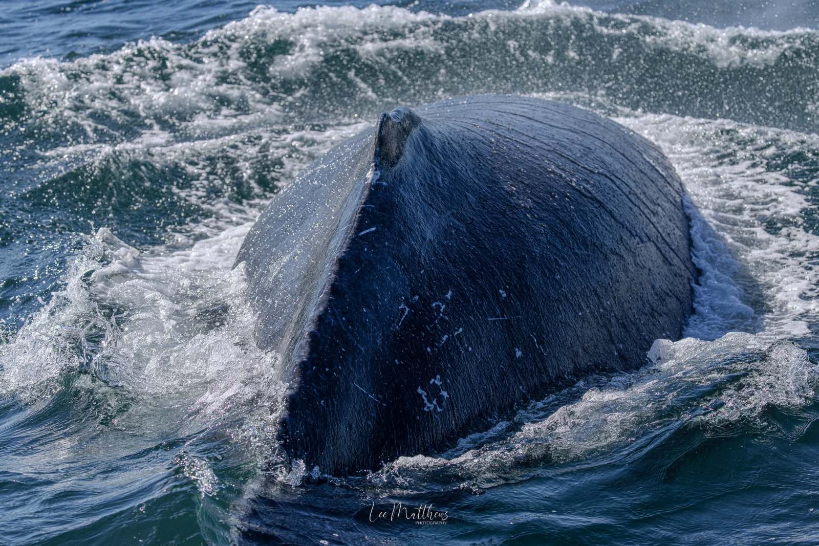 Humpback whale surfacing with water splashing.