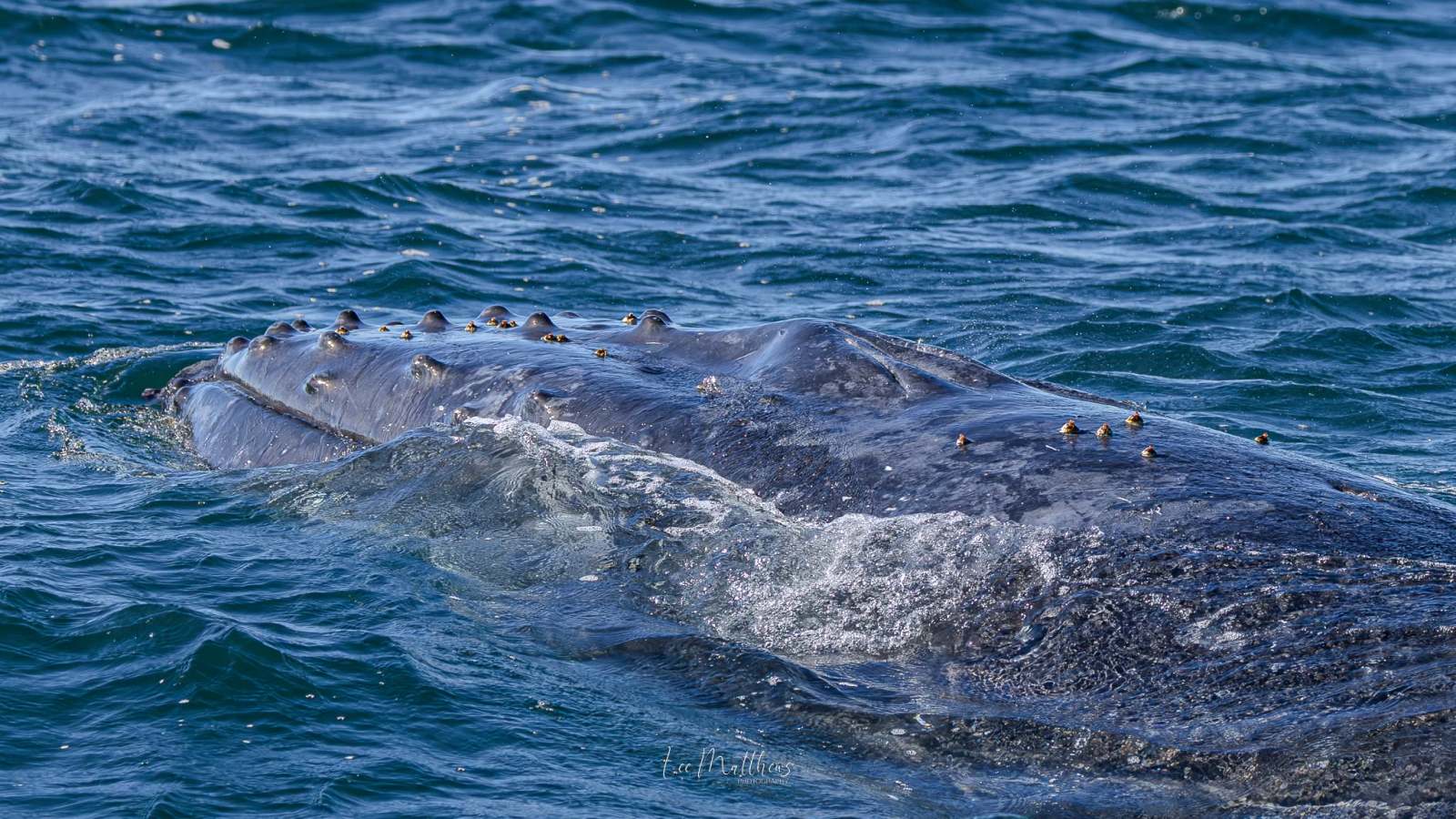 Close-up of a whale's back partially submerged in the ocean.
