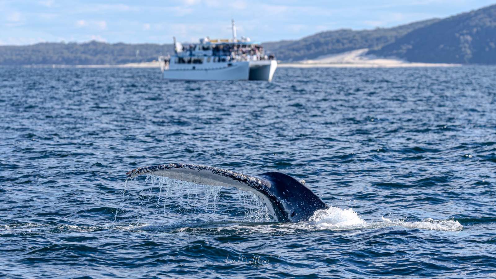 Whale tail above water with boat in background.