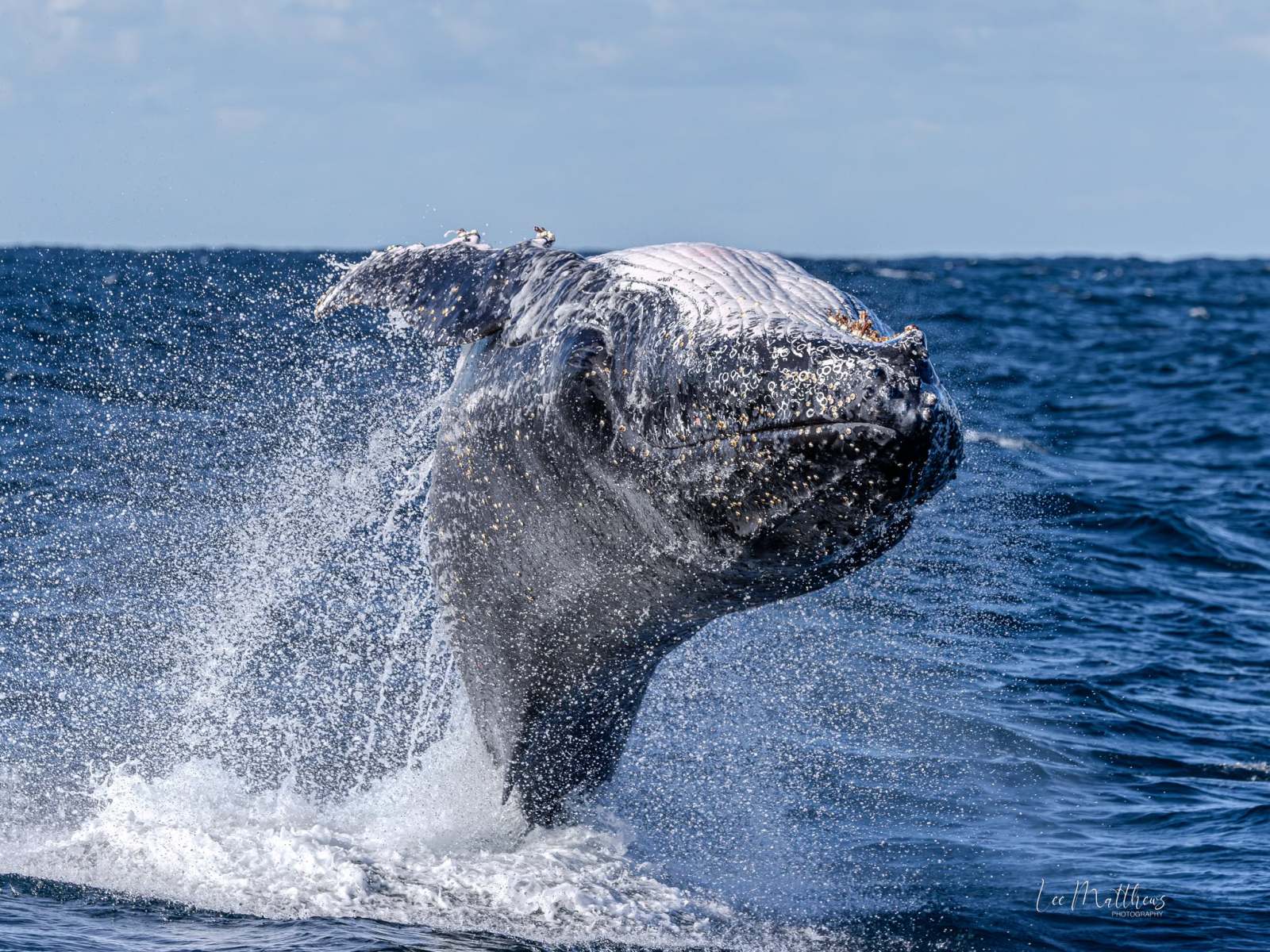 Whale Watching Moonshadow TQC Cruises Port Stephens Lee Matthews