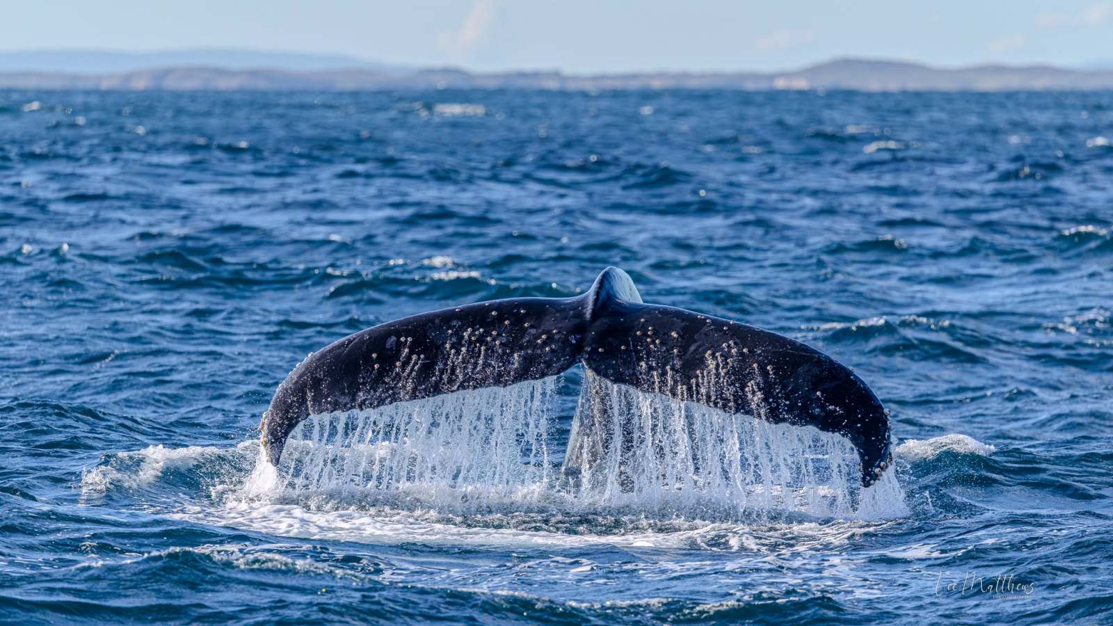 Whale tail emerges from ocean water with distant land in background.