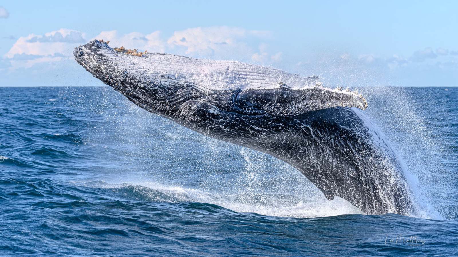 Humpback whale breaching above ocean water against blue sky.